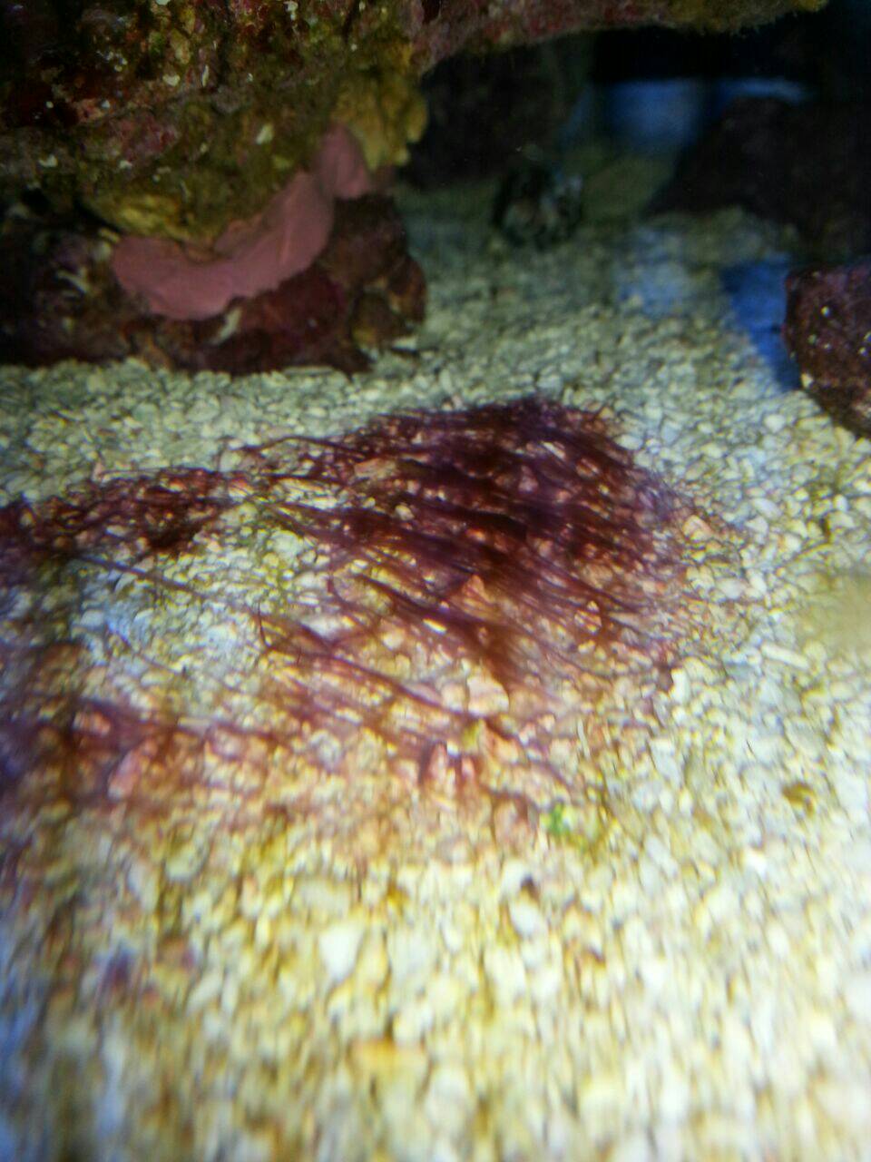 Example image of Red Flap in the sea aquarium